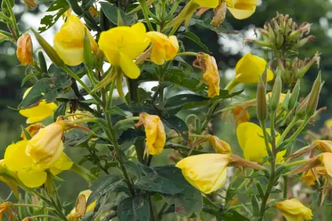 Gelbe Nachtkerzen blühen, einige Blüten sind welk. Vorsicht: Nachtkerze giftig für Haustiere.