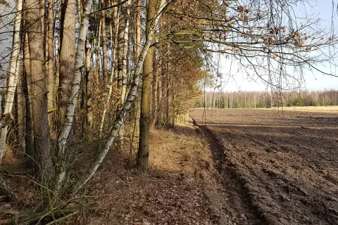 Jak znaleźć działkę w lesie i uniknąć błędów przy zakupie