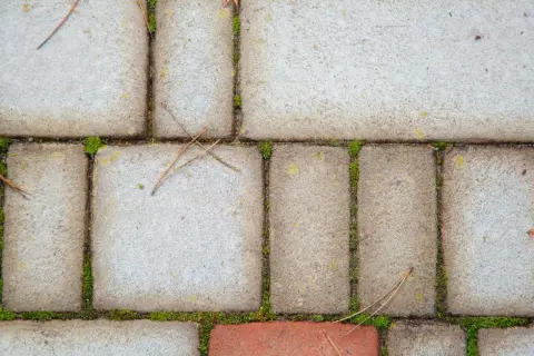 Szara kostka brukowa z mchem i igłami sosny.