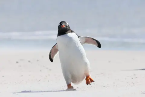 En pingvin på en sandstrand, som balanserar på ett ben. Den ser ut att undra om pingviner kan flyga, men dess vingar är anpassade för simning.