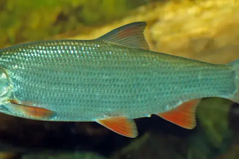 Un poisson hotu aux nageoires orangées, aux écailles argentées, nage dans une eau trouble.