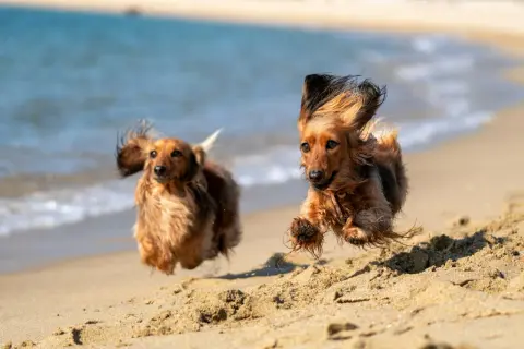 Dwa jamniki pędzą po plaży, ich długie uszy falują na wietrze. Radosny pies na plaży w akcji.
