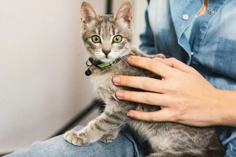 A qué edad se puede castrar un gato hembra y evitar problemas de salud
