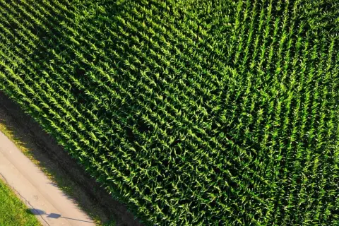 Campo di mais visto dall'alto, un esempio di monocoltura significato: coltivazione di un'unica specie vegetale su vasta scala.