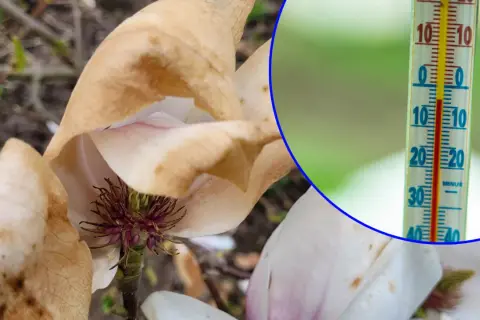 Usychające kwiaty magnolii i termometr pokazujący temperaturę poniżej zera, gdy jest zimna Zośka.