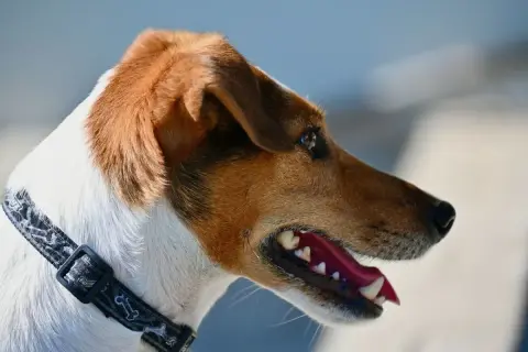 Portret Jack Russell Terriera z otwartym pyskiem. Wady tej rasy to m.in. nadmierna szczekliwość i upór.