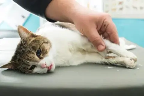 Cómo sé si mi gato tiene fiebre: síntomas que no debes ignorar