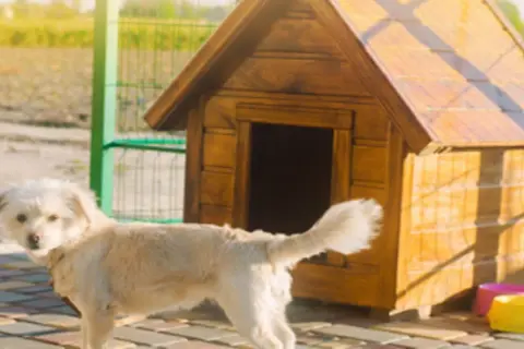 Jakie wymiary budy dla owczarka niemieckiego zapewnią komfort?