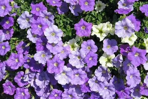 Un tapis de pétunias violets et blancs, une véritable exposition florale sous le soleil.