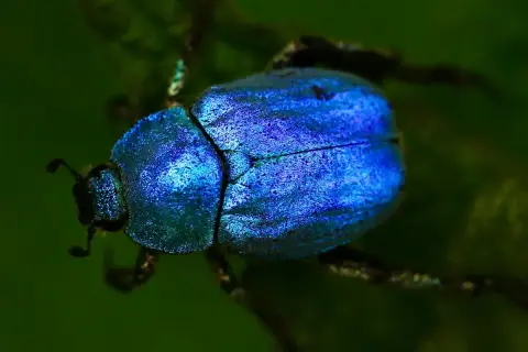 Un scarabée bleu métallique, symbole de renaissance, se repose sur une feuille verte.