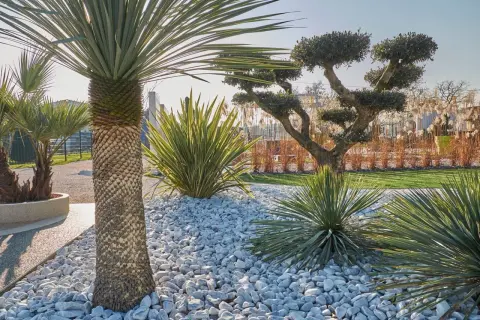 Un jardin moderne avec des palmiers, des plantes graphiques et un arbre taillé, le tout sur un lit de galets blancs. Une belle idée déco galet pour un extérieur épuré.