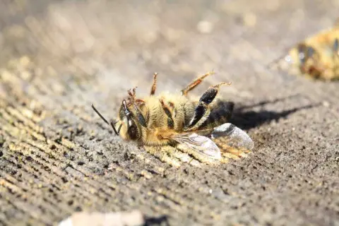 Un'ape morta giace su un tronco di legno. Un triste segno della moria delle api, un problema che minaccia il nostro ecosistema.