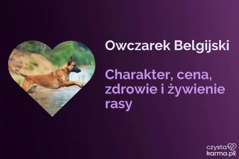 Owczarek belgijski w skoku, jeden z wielu rodzajów owczarków. Poznaj jego charakter, zdrowie i żywienie.