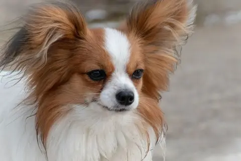 Un adorable chien épagneul papillon aux grandes oreilles, au pelage blanc et roux, regarde attentivement.