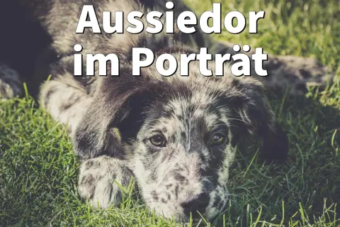 Ein süßer Aussiedor (Labrador Australian Shepherd Mix) liegt im Gras und schaut in die Kamera.