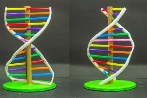 Jak zrobić DNA na biologię: proste kroki do udanego modelu