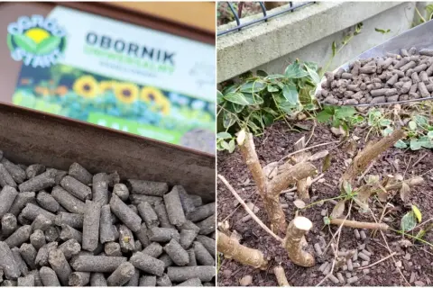 Granulat obornika bydlęcego w łopatce i w pojemniku, obok przyciętych gałęzi roślin.