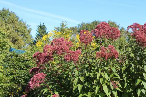 Hohe, purpurrote Blütenstände des Wasserdost-Standorts vor blauem Himmel und grünen Bäumen.
