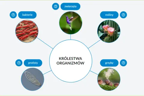 Schemat przedstawia pięć królestw organizmów: bakterie, protisty, zwierzęta, rośliny i grzyby, z ilustracjami każdego z nich.