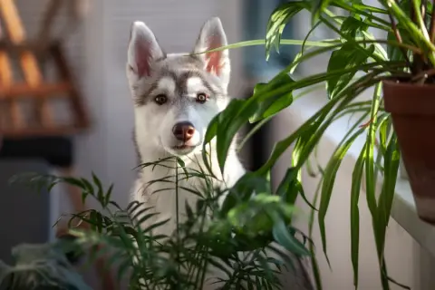 A husky puppy peeks through lush green houseplants.