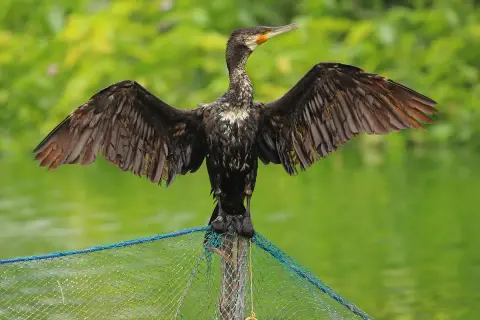 Un oiseau noir aux ailes déployées, perché sur un filet, prêt à plonger pour attraper des poissons.