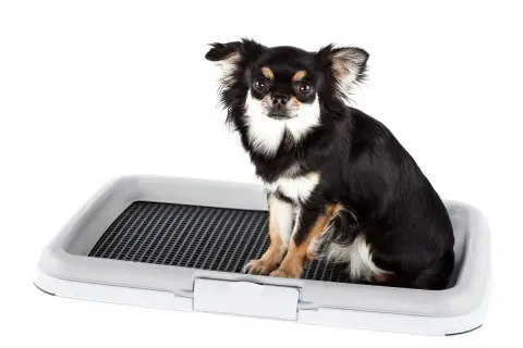 Chihuahua siedzi na kuwecie, ucząc się jak nauczyć psa sikać do kuwety.