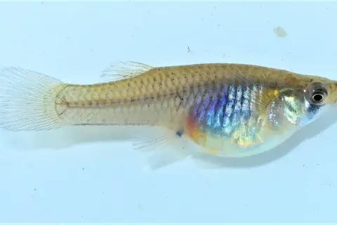 Un petit poisson moustique aux reflets irisés, nageant dans une eau claire.