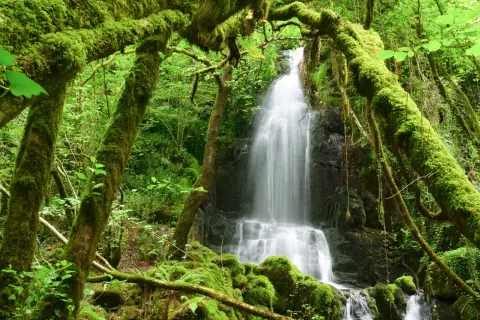 La fervenza de Firvado, un espectáculo natural cubierto de musgo verde vibrante, cae en cascada entre árboles cubiertos de vegetación.