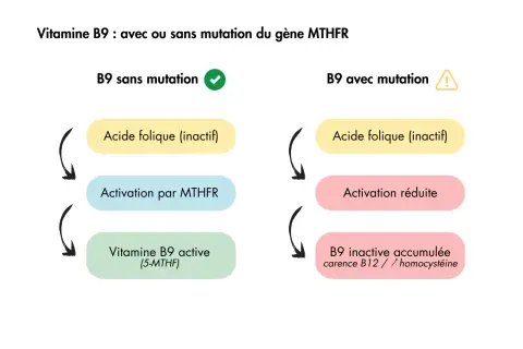 Schéma comparant l'activation de la vitamine B9. Sans mutation MTHFR, l'acide folique est bien activé. Avec mutation, l'activation est réduite, montrant le bienfait de l'acide folique bien métabolisé.