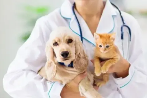 Czy weterynarz to doktor? Odkryj różnice w tytułach i kwalifikacjach