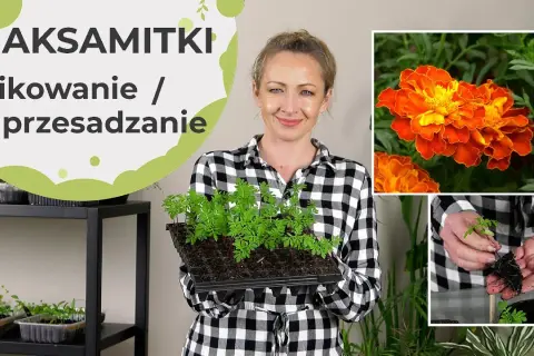 Kiedy siać aksamitki do doniczek, aby uniknąć niepowodzeń w uprawie
