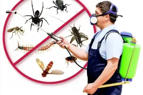 Jak pozbyć się pająków z domu? Skuteczne sposoby na ich eliminację
