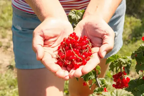 Hände voller roter Johannisbeeren, frisch vom Strauch. Bald werden diese Beeren in einem leckeren Kuchen landen, der mit Liebe zum Detail beim Johannisbeeren pflanzen entstanden ist.