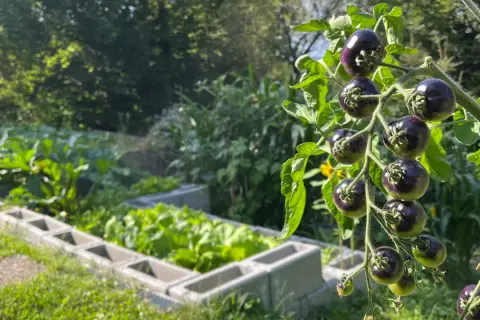 Dunkle, reife Tomaten hängen an einem Strauch über einem Beet mit frischem Gemüse. Die Tomaten Erde liefert die Nährstoffe für dieses gesunde Wachstum.