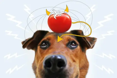 Ein Hund mit einer Teufel-Tomate auf dem Kopf, die Blitze und Gedankenwellen aussendet.