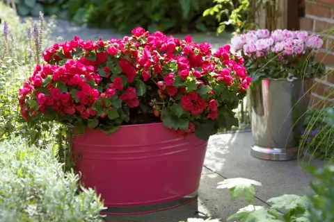 Obficie kwitnące, różowe begonie na balkon w dużej, fuksjowej donicy. Obok stoją pierwiosnki.