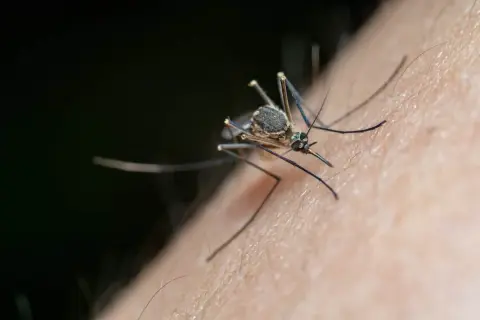 Un moustique sur la peau, prêt à piquer. Il est temps de se débarrasser des moustiques à l'extérieur pour profiter de l'été.
