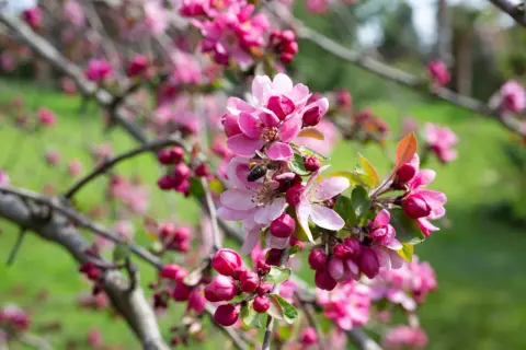 Ein Zierapfelbaum in voller Blüte, mit einer Biene, die Nektar sammelt. Die zarten rosa Blüten und Knospen sind wunderschön.