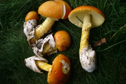 Hongos de color naranja brillante, algunos con volvas blancas, sobre hierba verde. ¡Cuidado! Podrían ser amanita caesarea venenosa.
