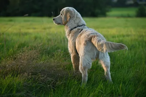Złoty retriever na łące, z ogonem w górze. Czasem psy gryzą ogon z nudów, ale ten wygląda na zaciekawionego.