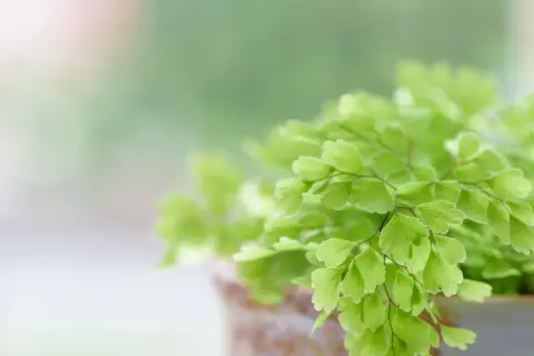 Détail d'une fougère intérieur aux feuilles vertes délicates, dans un pot en terre cuite.