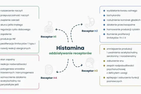 Schemat działania histaminy na receptory H1-H4, kluczowy dla zrozumienia nietolerancji histaminy i jej leczenia.
