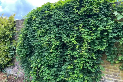 Un muro de ladrillos cubierto por exuberantes plantas trepadoras que no ensucian, creando un oasis verde.