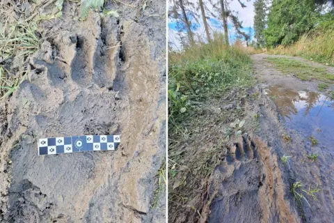 Ślady niedźwiedzia na błotnistej ścieżce w lesie. Widać wyraźne odciski łap, sugerujące obecność zwierzęcia w tej miejscowości.