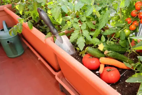 Obfite warzywa na balkonie: pomidory, cukinie i marchewki rosną w donicach. Obok stoi konewka i łopatka.