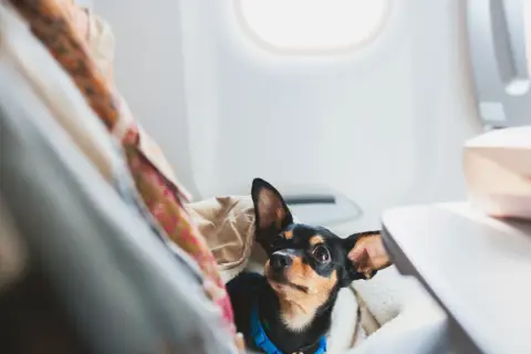 Kleiner Hund mit großen Ohren genießt das Fliegen mit Hund im Flugzeug, versteckt unter einer Decke neben dem Fenster.