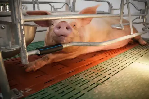 Un maiale rosa, sdraiato su una griglia, sembra sudare mentre un tubo metallico gli passa vicino.