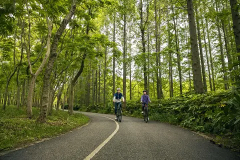 Dwie osoby na rowerach przemierzają malownicze trasy rowerowe Roztocza, otoczone bujną zielenią lasu.