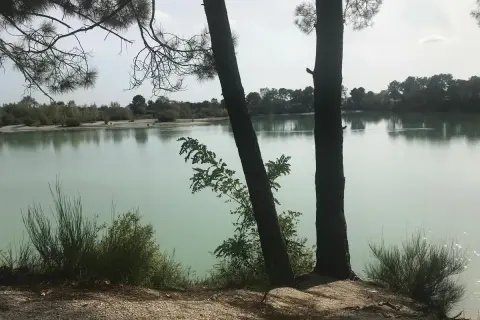 Deux pins se dressent sur la rive sablonneuse du lac de Paloumey, dont les eaux calmes reflètent le ciel.