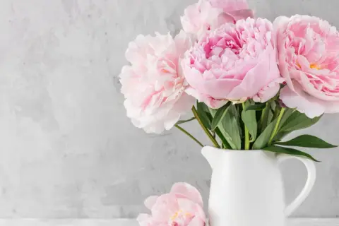 Ein Strauß zarter rosa Pfingstrosen in einer weißen Kanne. Diese Blumen sind perfekt, um den Frühling zu begrüßen und den Garten zu verschönern.